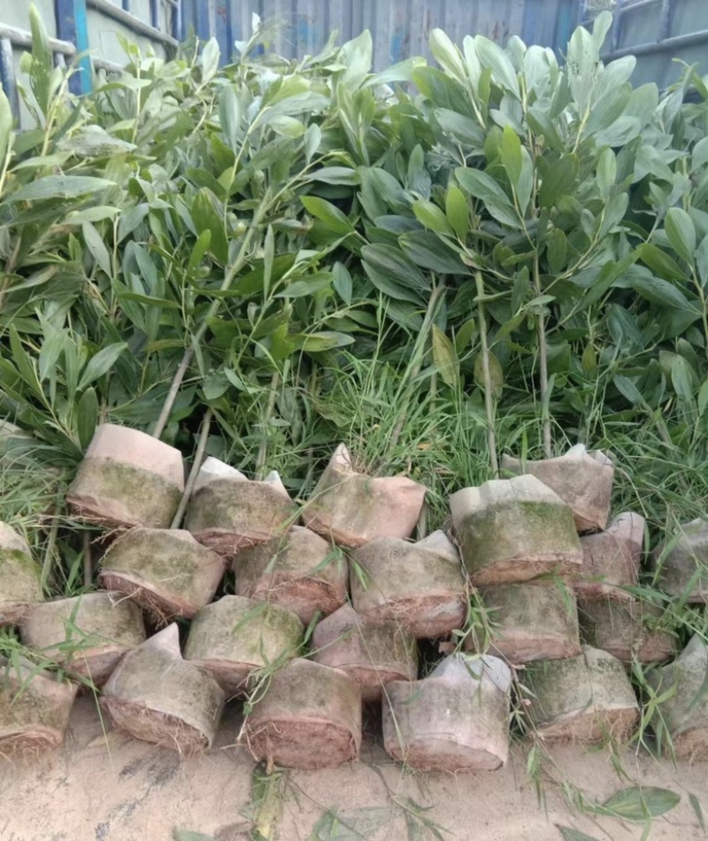 大量出售各种规格的马占相思有须联系我价格优惠