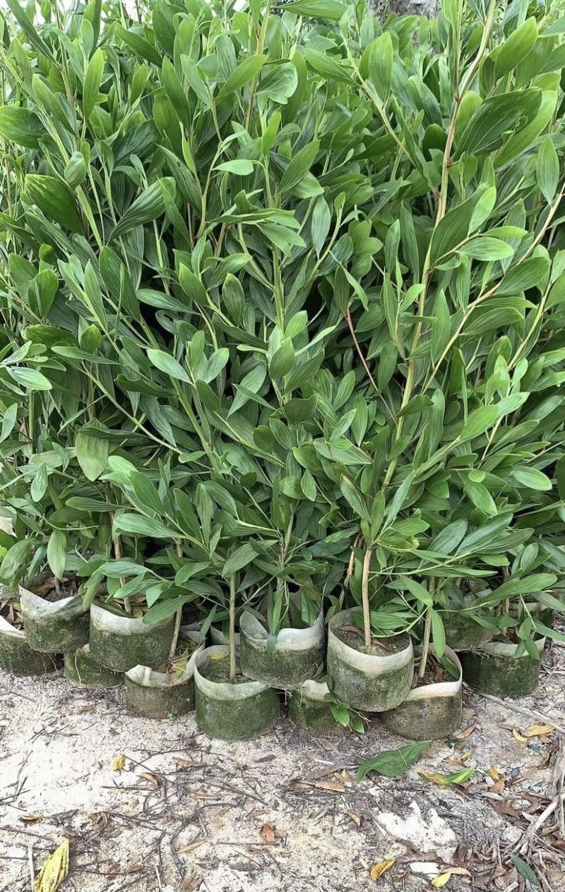 大量出售各种规格的马占相思有须联系我价格优惠