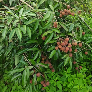 黑叶荔枝