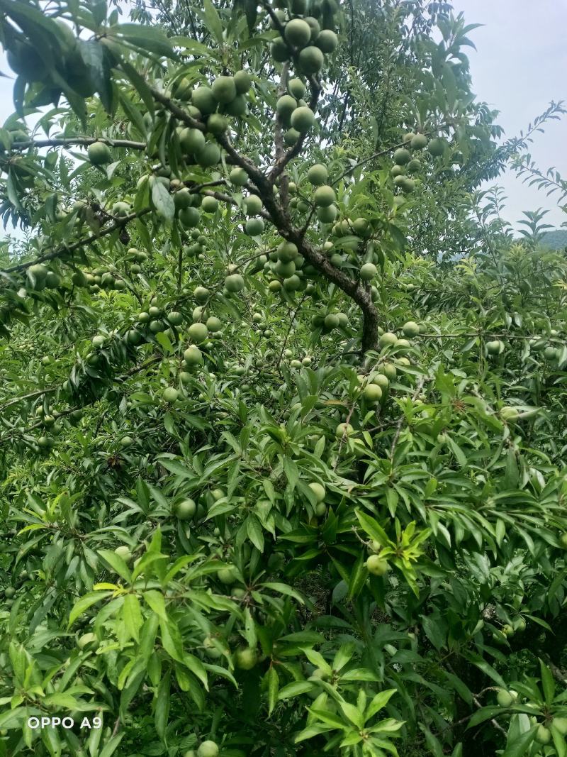 贵州本地青脆李子