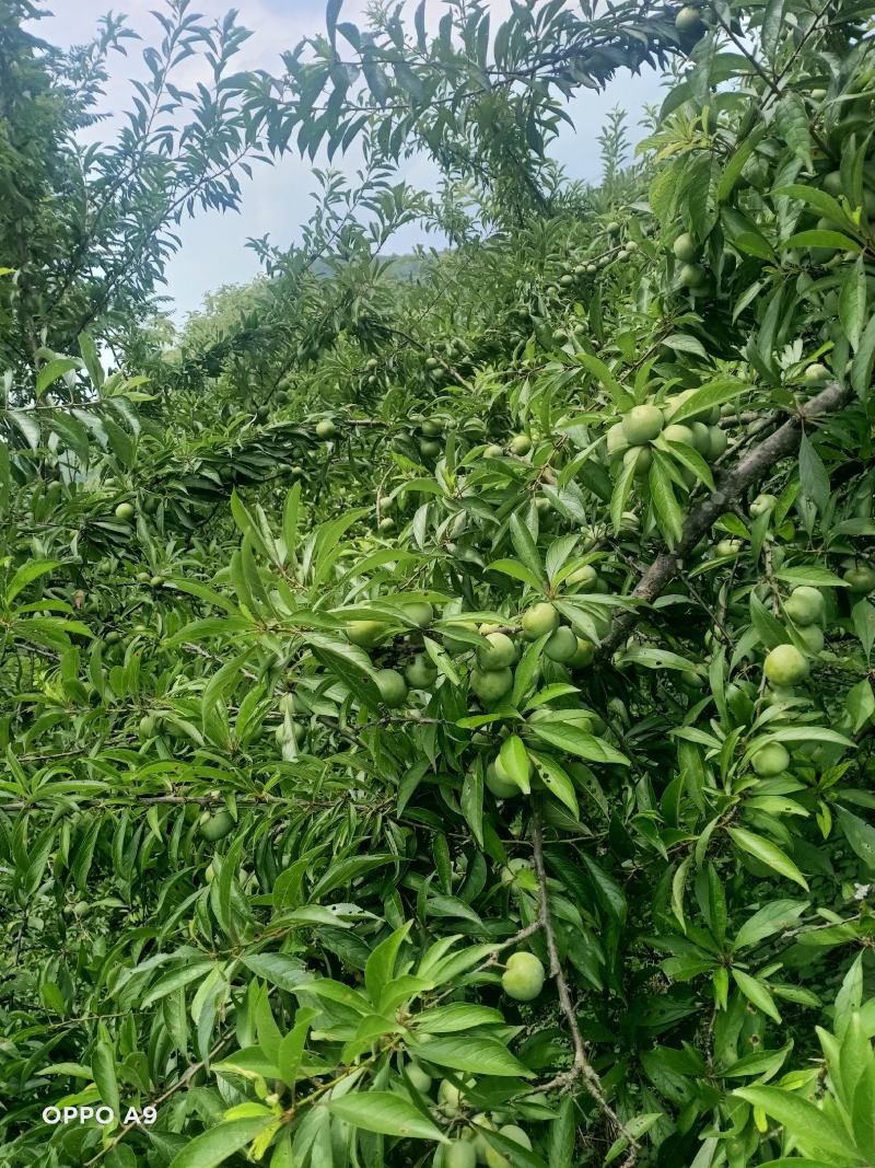 贵州本地青脆李子
