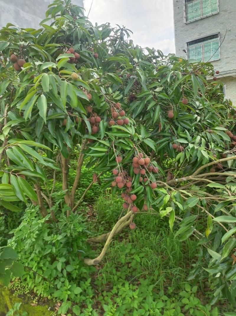 黑叶荔枝