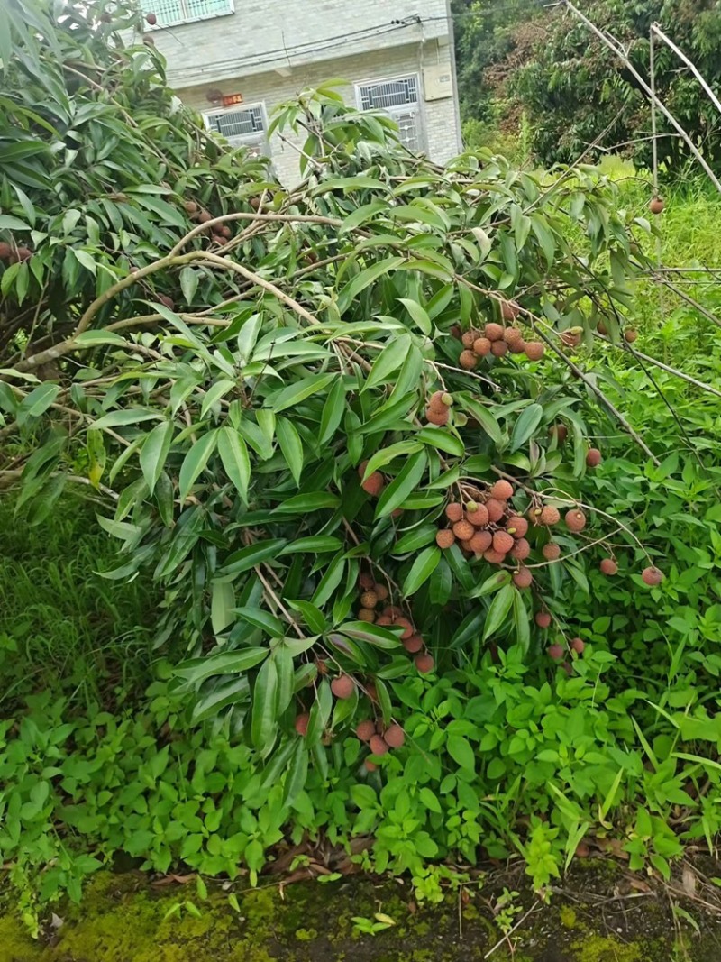 黑叶荔枝