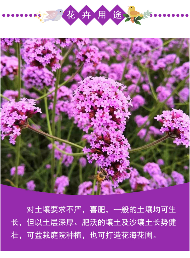 柳叶马鞭草种子紫色蓝色多年生宿根花卉景观花海工程耐寒四季