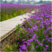 柳叶马鞭草种子紫色蓝色多年生宿根花卉景观花海工程耐寒四季