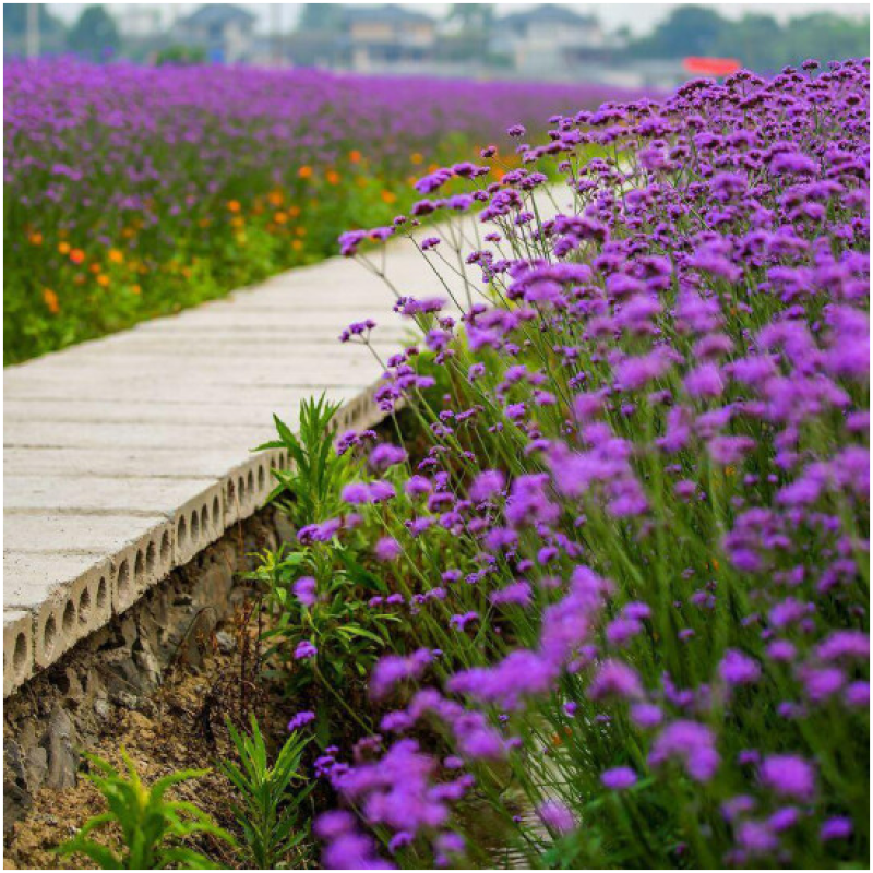 柳叶马鞭草种子紫色蓝色多年生宿根花卉景观花海工程耐寒四季