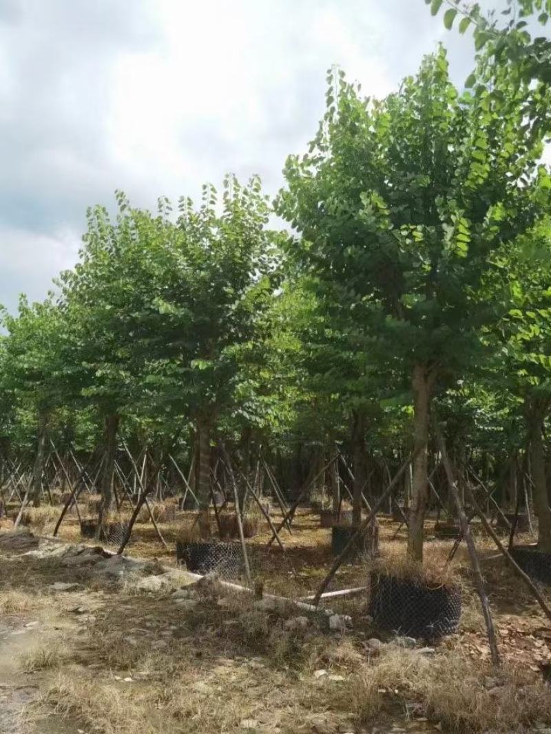 大量出售各种规格的宫粉紫荊有须联系我价格优惠