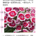 五彩石竹花种籽子常夏欧石竹初吻种子矮生石竹四季易活花种子