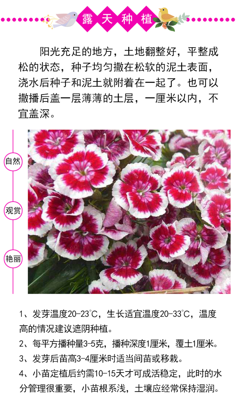 五彩石竹花种籽子常夏欧石竹初吻种子矮生石竹四季易活花种子