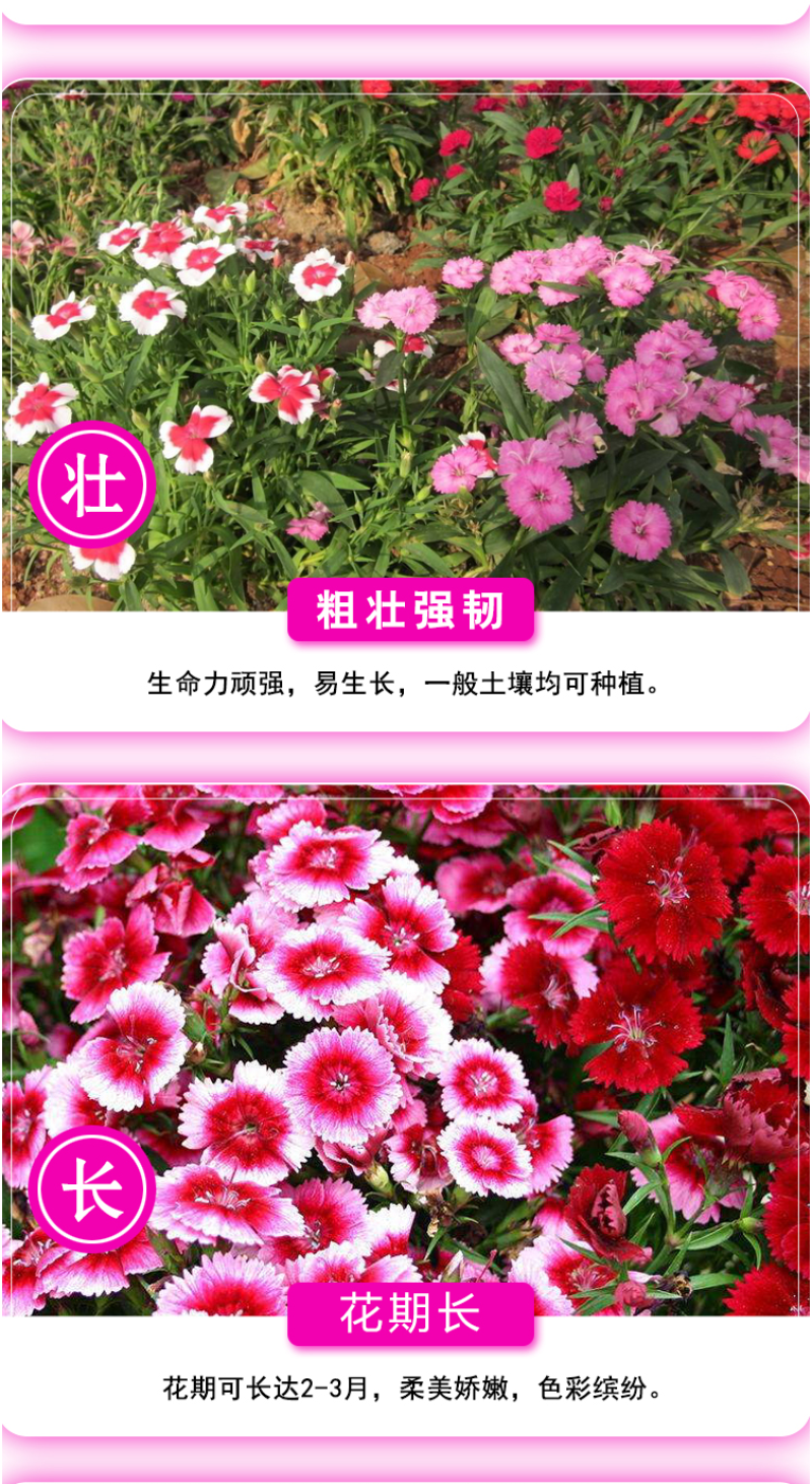 五彩石竹花种籽子常夏欧石竹初吻种子矮生石竹四季易活花种子
