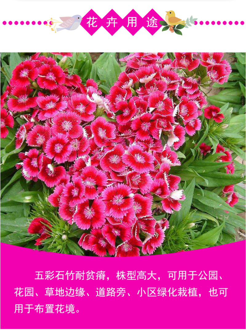 五彩石竹花种籽子常夏欧石竹初吻种子矮生石竹四季易活花种子