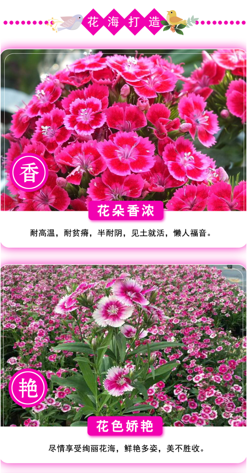 五彩石竹花种籽子常夏欧石竹初吻种子矮生石竹四季易活花种子