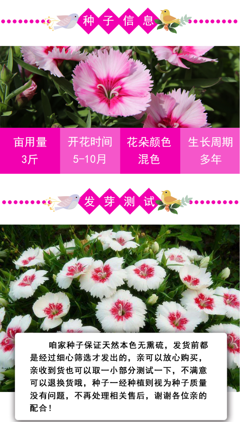五彩石竹花种籽子常夏欧石竹初吻种子矮生石竹四季易活花种子