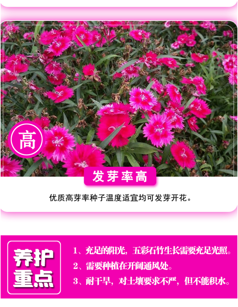 五彩石竹花种籽子常夏欧石竹初吻种子矮生石竹四季易活花种子
