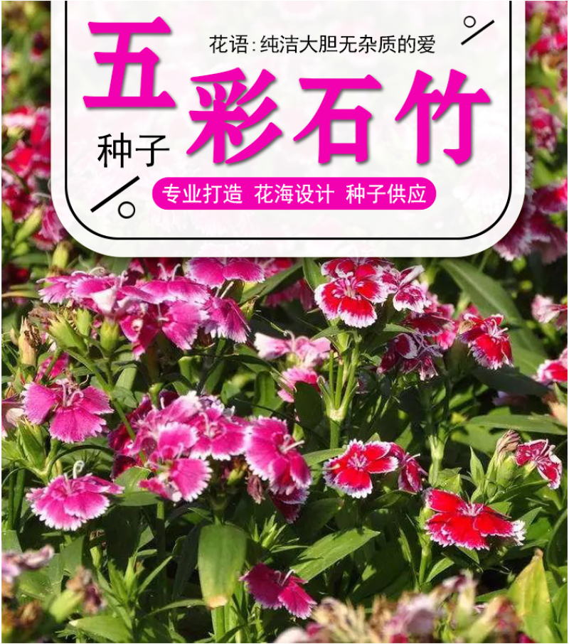 五彩石竹花种籽子常夏欧石竹初吻种子矮生石竹四季易活花种子