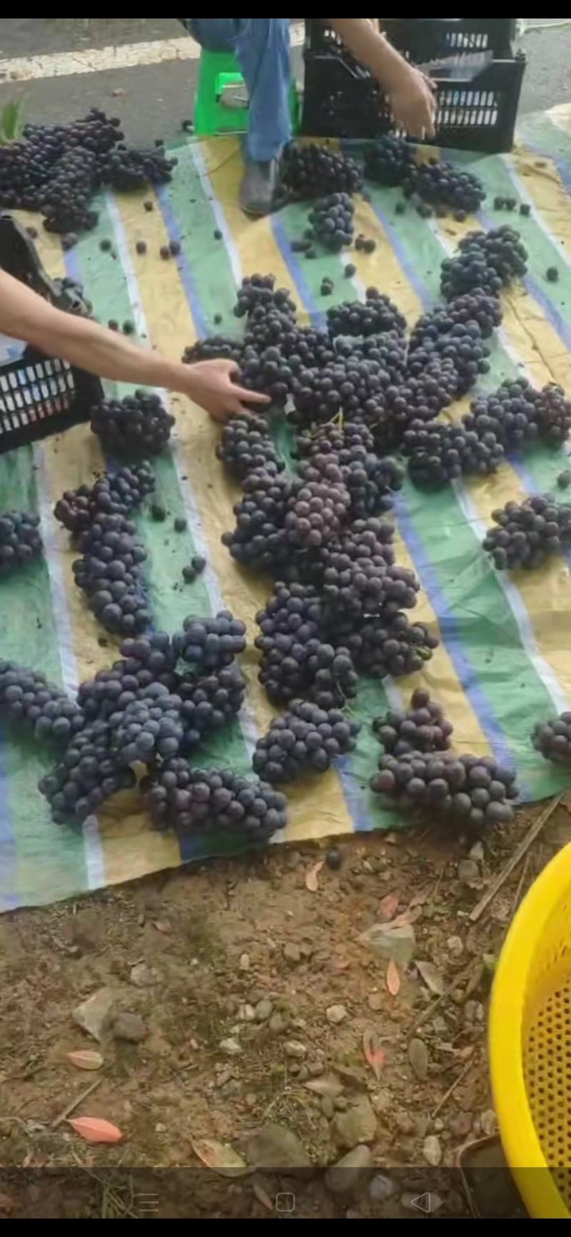 葡萄