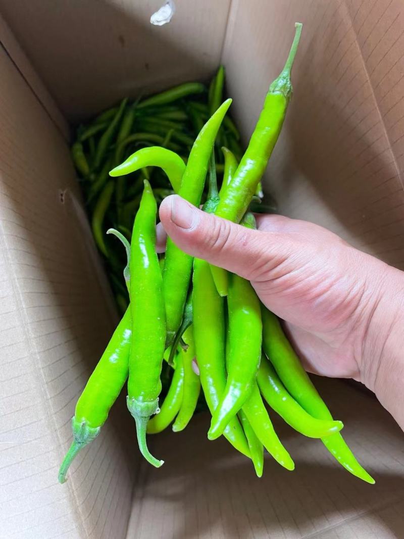 鲜辣椒