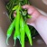 鲜辣椒