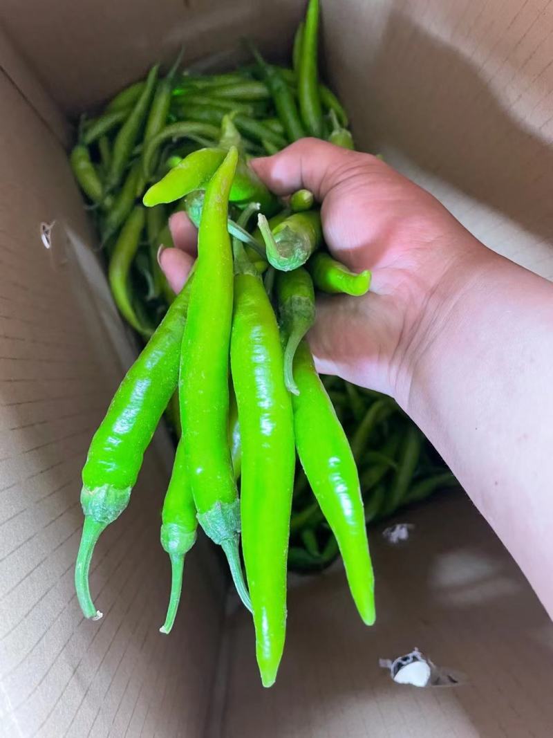 鲜辣椒