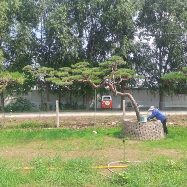 精品造型松