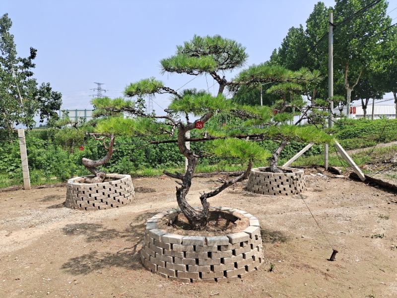 精品造型松