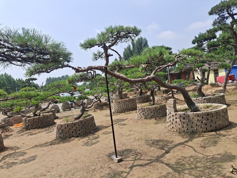 精品造型松