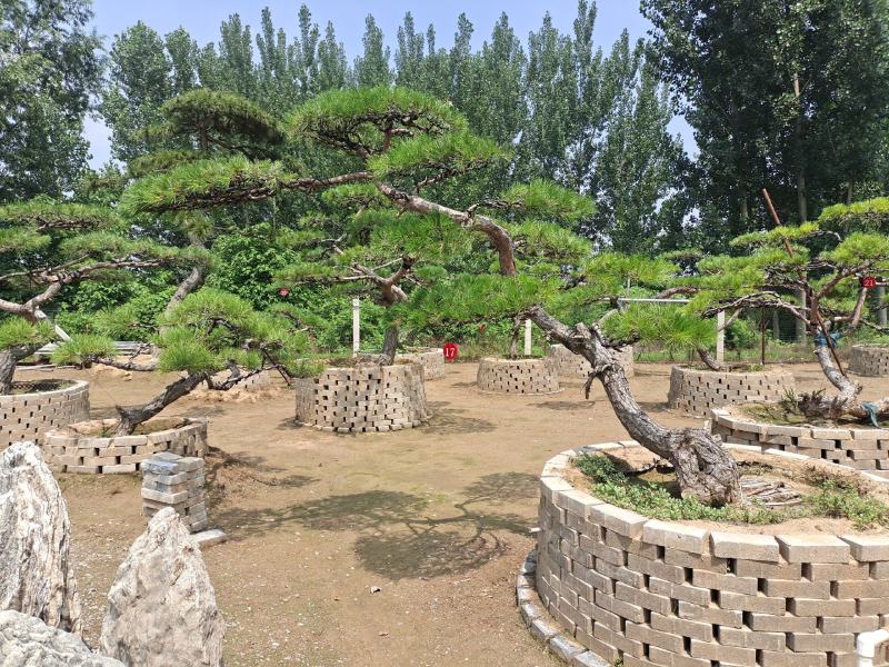 精品造型松