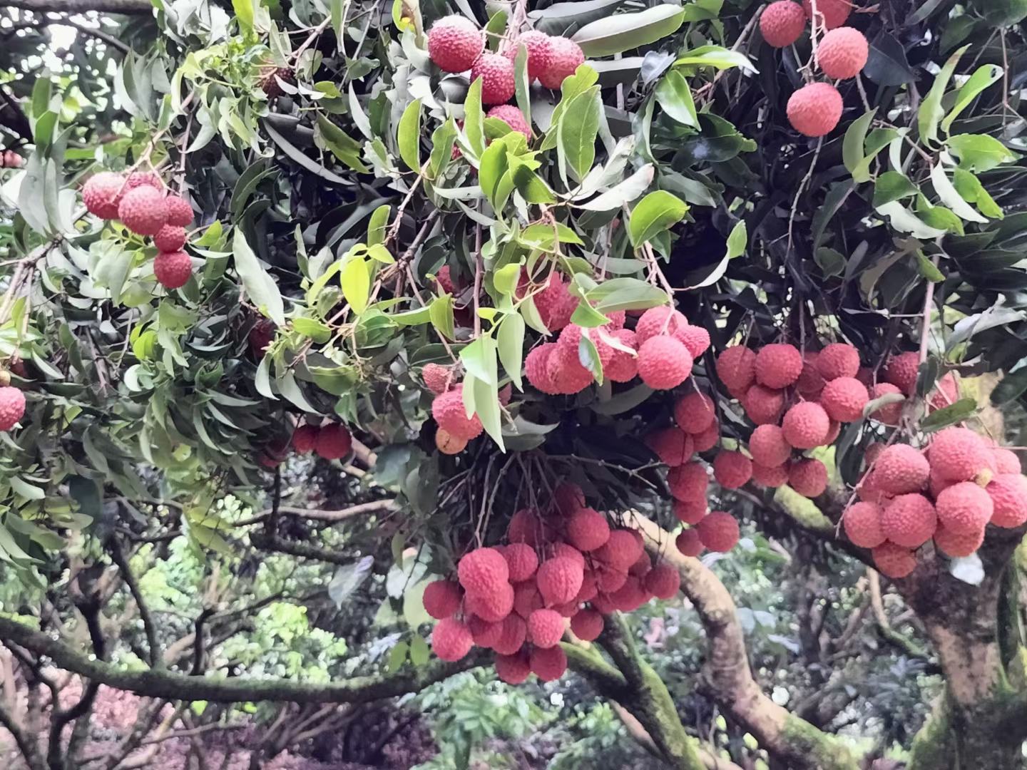 桂味荔枝特写