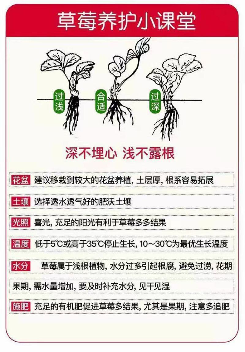 草莓苗原盆原土四季盆栽草莓秧庭院阳台南方北方地栽盆栽当年