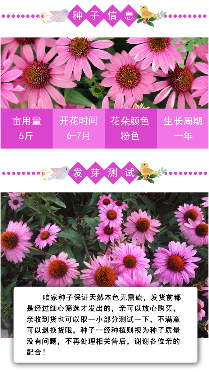 松果菊种子四季种开花多年生花籽孑宿根庭院室外易活紫松果菊