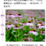 松果菊种子四季种开花多年生花籽孑宿根庭院室外易活紫松果菊