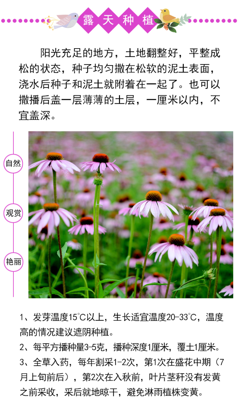 松果菊种子四季种开花多年生花籽孑宿根庭院室外易活紫松果菊