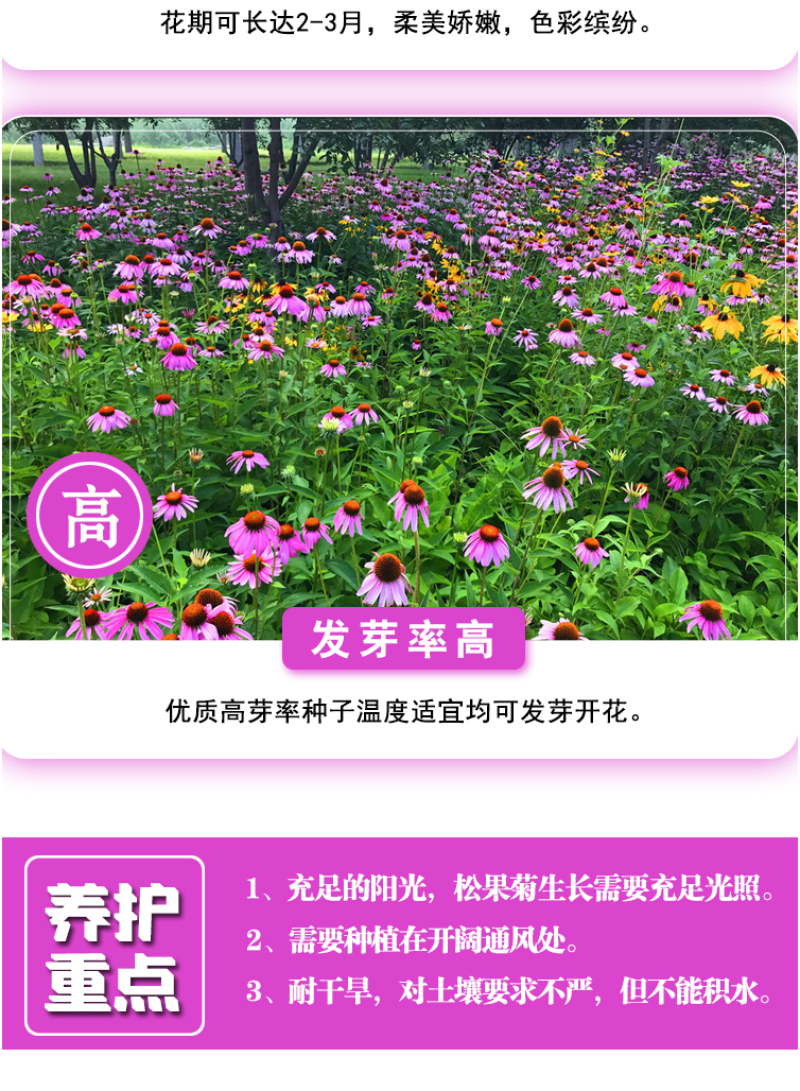 松果菊种子四季种开花多年生花籽孑宿根庭院室外易活紫松果菊