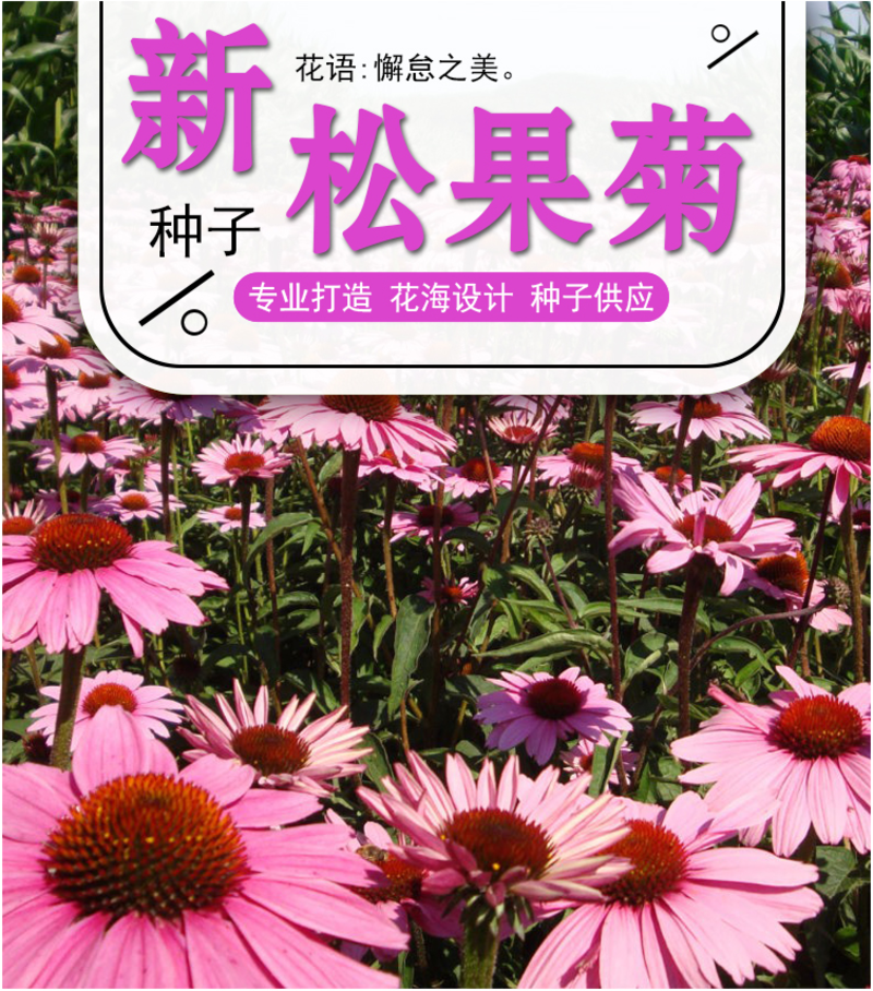 松果菊种子四季种开花多年生花籽孑宿根庭院室外易活紫松果菊