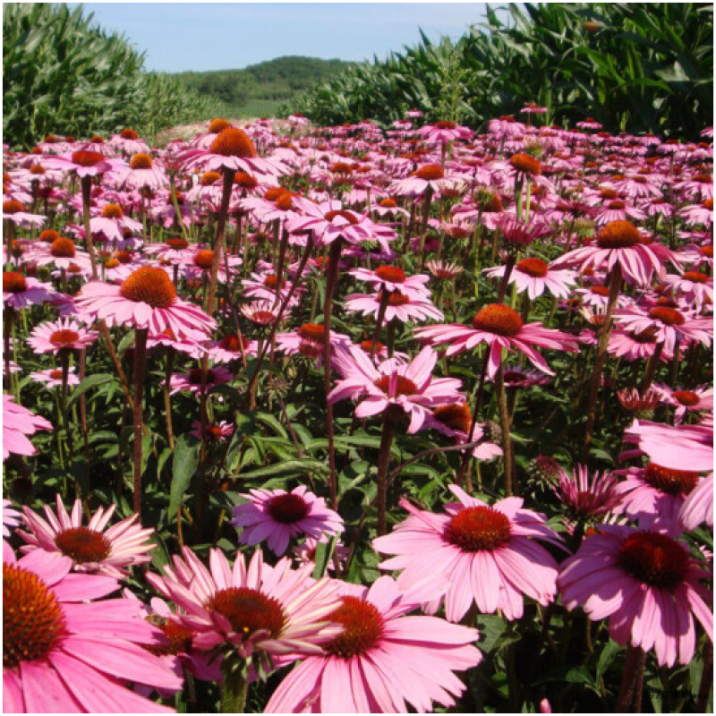 松果菊种子四季种开花多年生花籽孑宿根庭院室外易活紫松果菊