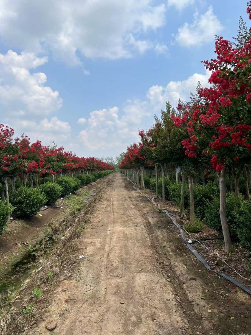 红火箭紫薇树苗红花紫薇树苗红火球紫薇树川红2-20公分