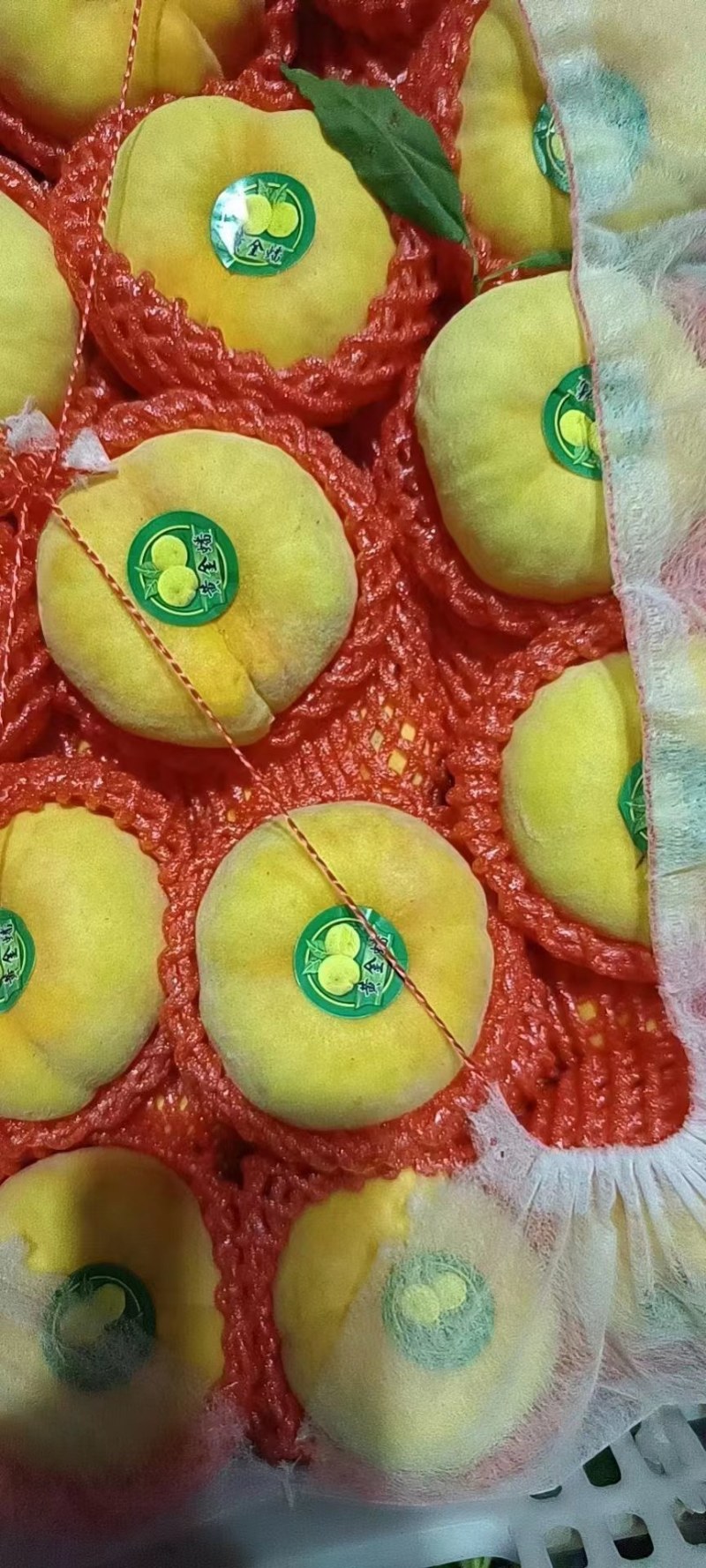 陆地黄油桃，黄金蜜，金秀蜜，油蟠桃品种齐全质量好品种齐全
