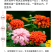 百日草花种子庭院种子四季易种室外阳台花籽子四季易种活开花