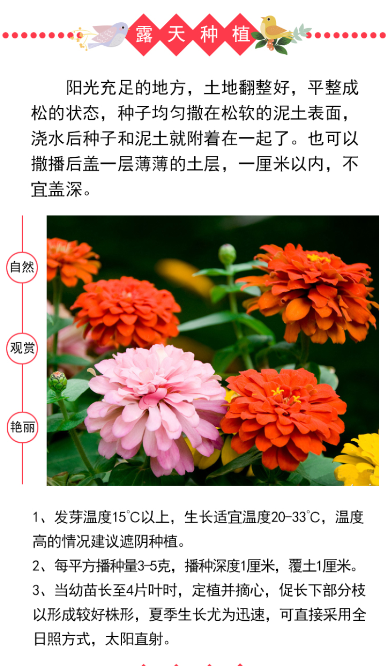 百日草花种子庭院种子四季易种室外阳台花籽子四季易种活开花