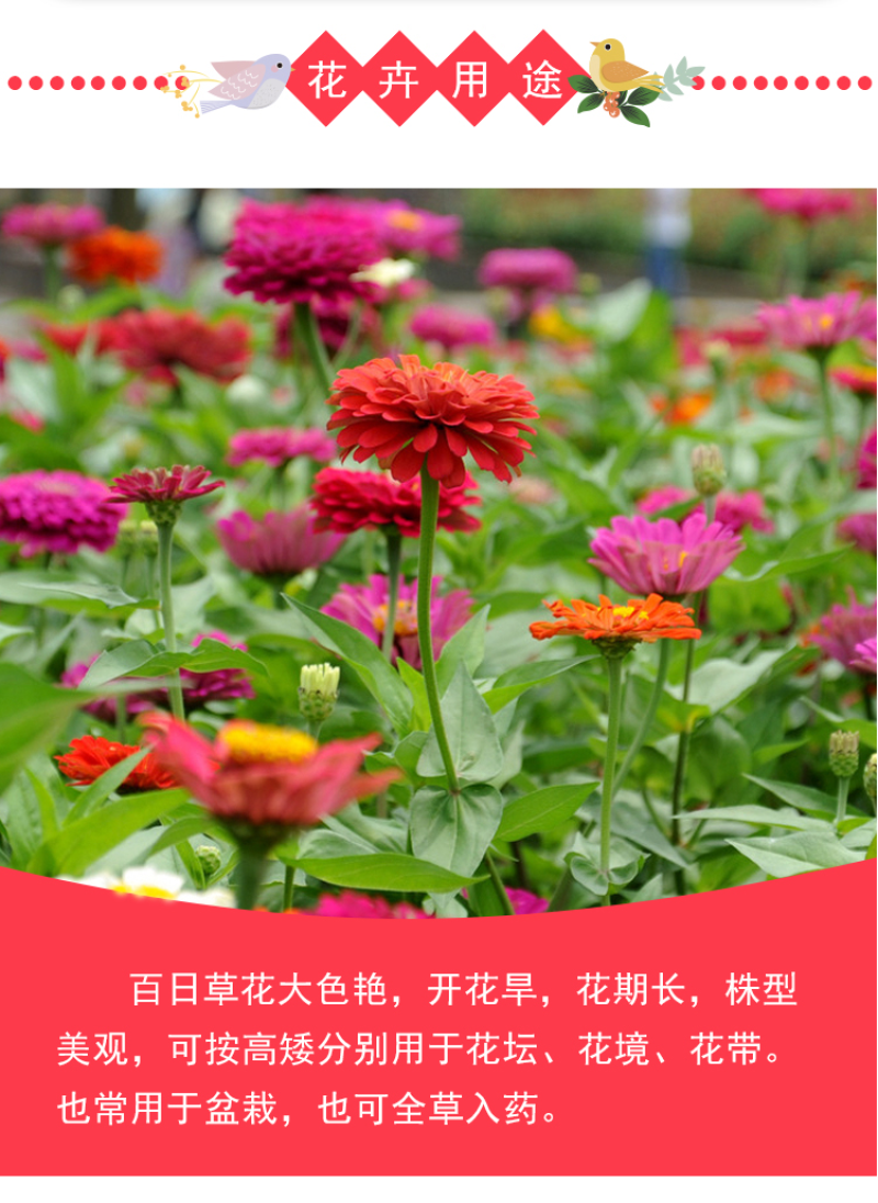 百日草花种子庭院种子四季易种室外阳台花籽子四季易种活开花