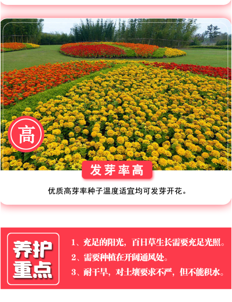 百日草花种子庭院种子四季易种室外阳台花籽子四季易种活开花