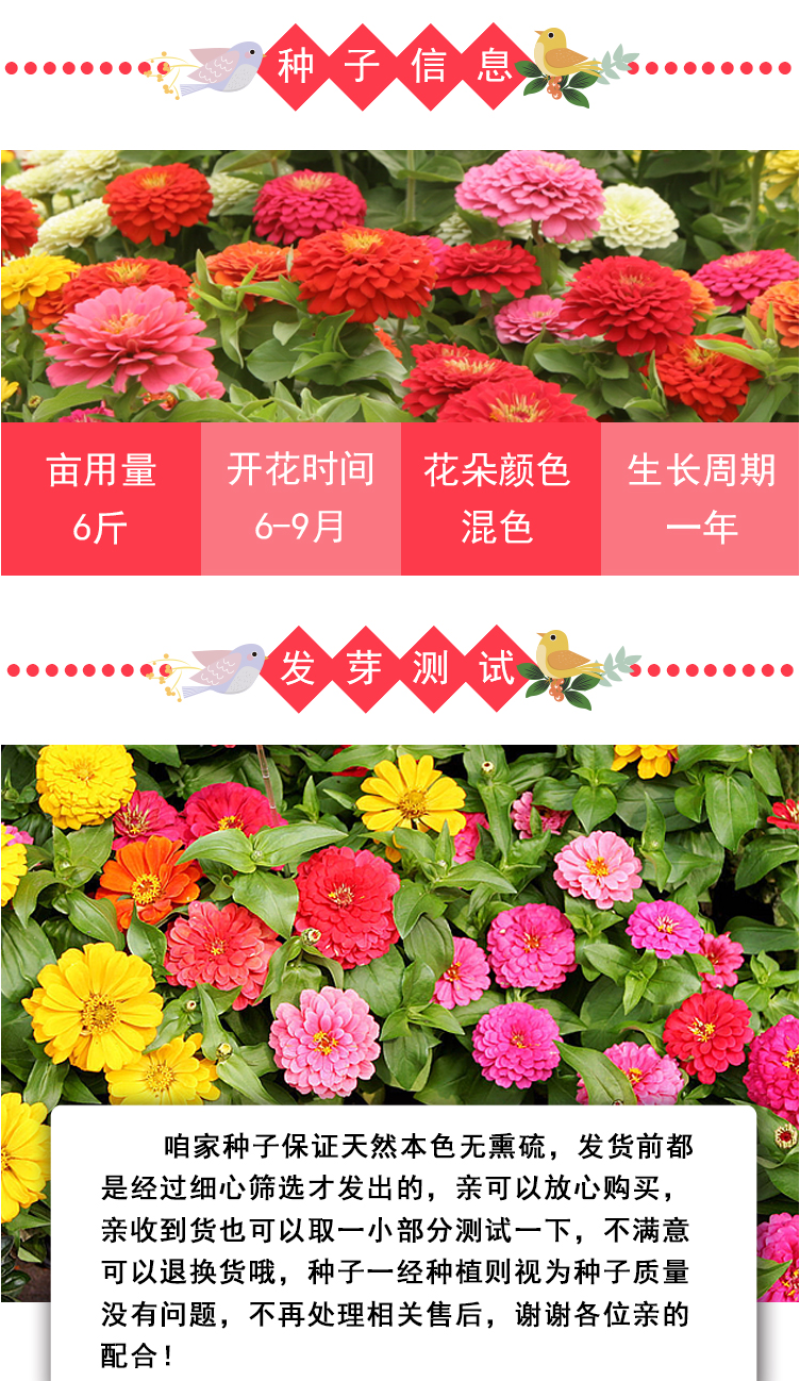 百日草花种子庭院种子四季易种室外阳台花籽子四季易种活开花