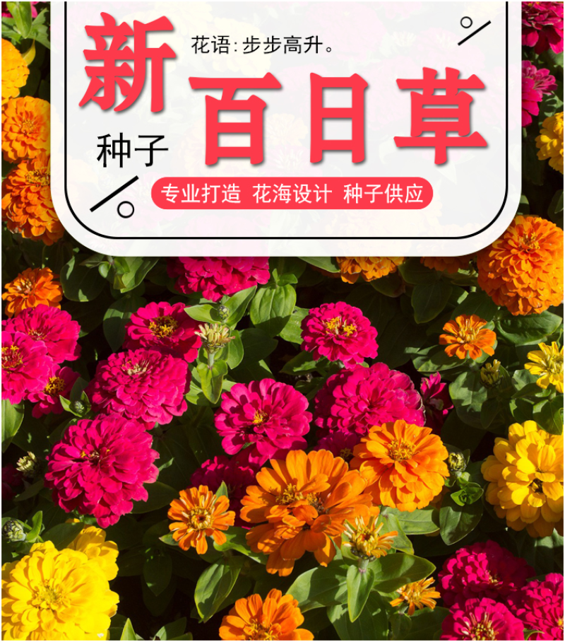 百日草花种子庭院种子四季易种室外阳台花籽子四季易种活开花