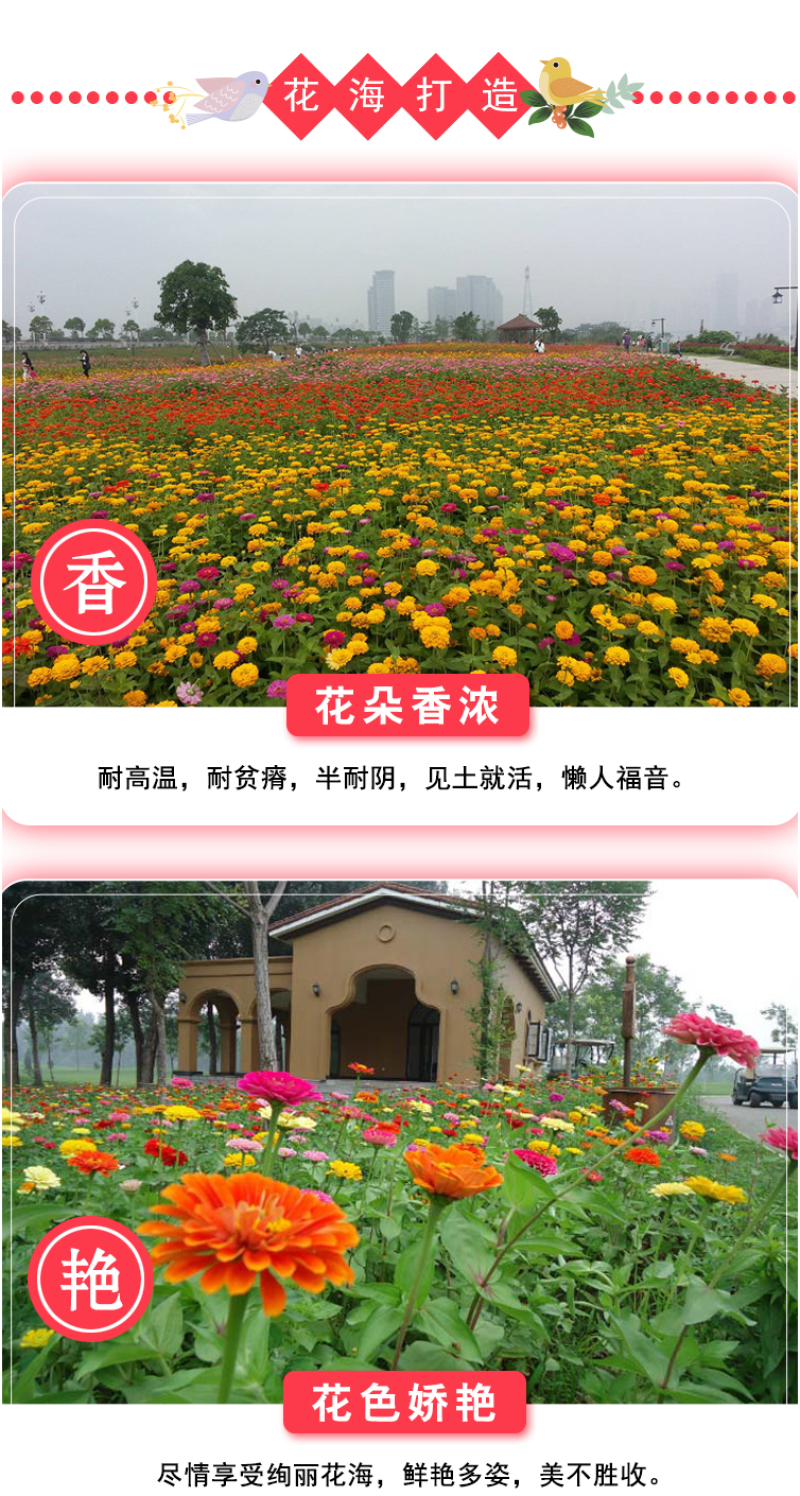 百日草花种子庭院种子四季易种室外阳台花籽子四季易种活开花