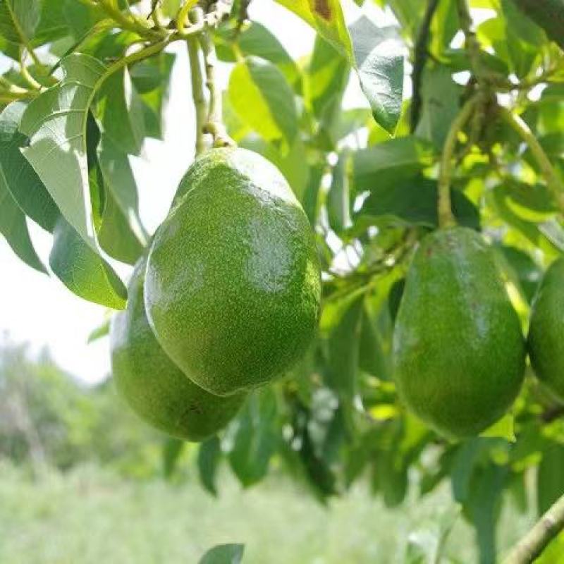 牛油果，哈斯牛油果新鲜水果整箱批发鳄梨营养辅食大果