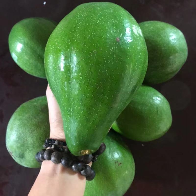 牛油果，哈斯牛油果新鲜水果整箱批发鳄梨营养辅食大果