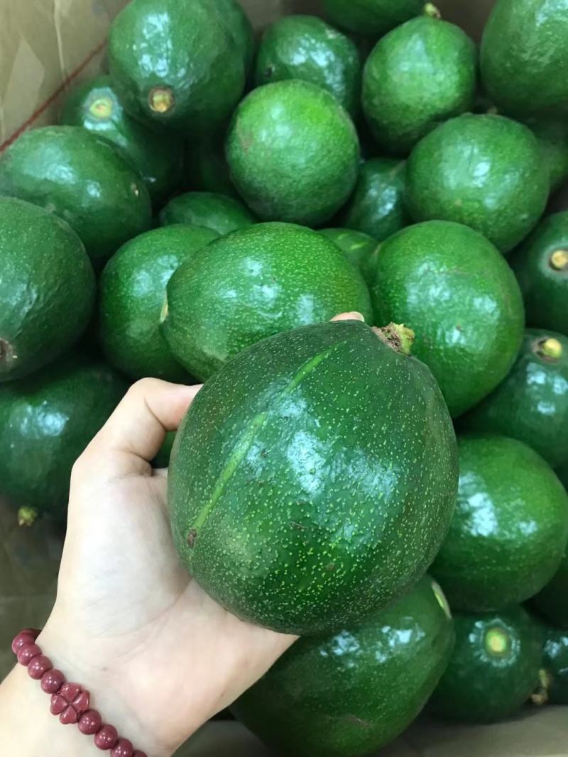 牛油果，哈斯牛油果新鲜水果整箱批发鳄梨营养辅食大果