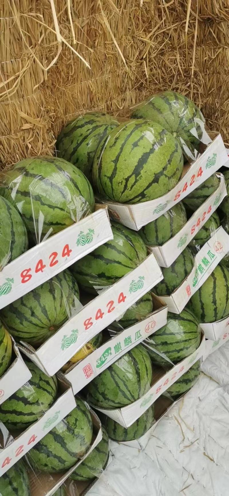 8424大棚麒麟西瓜皮薄瓤红，口感甜，水份足，欢迎订购