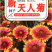 天人菊种子春秋易活多年生耐寒花种四季开室外庭院虎皮菊花