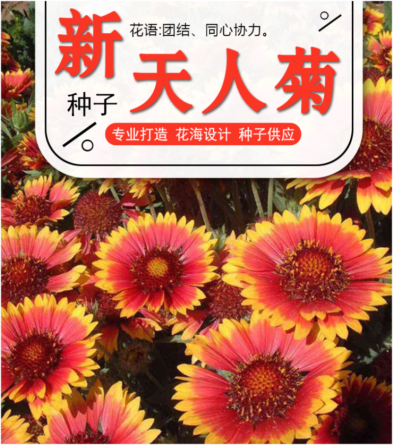 天人菊种子春秋易活多年生耐寒花种四季开室外庭院虎皮菊花